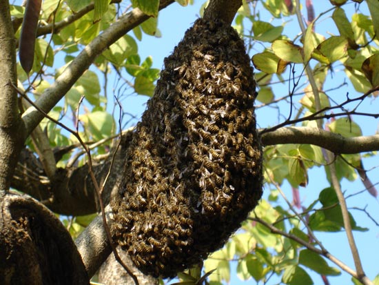 野生蜂群的誘捕技術