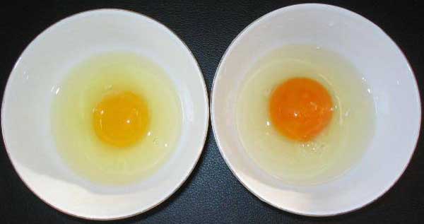 土雞蛋和普通雞蛋的區別