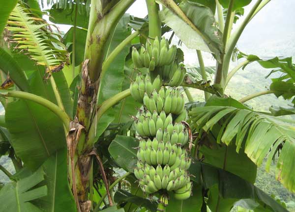 香蕉的栽培技術