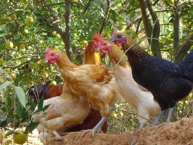 散養土雞的養殖技術