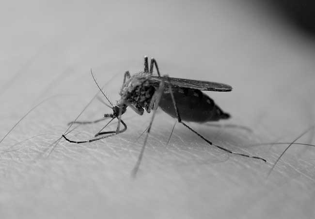 您知道蚊子怕什么嗎？