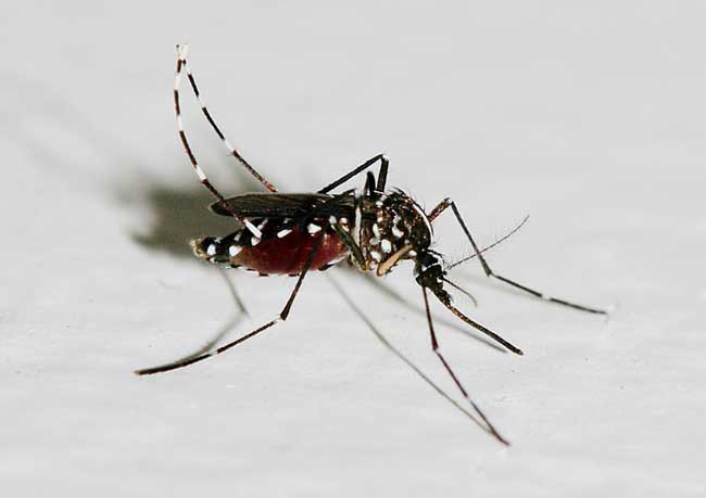 蚊子的壽命有多長？