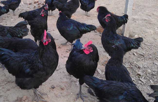 五黑雞養殖技術