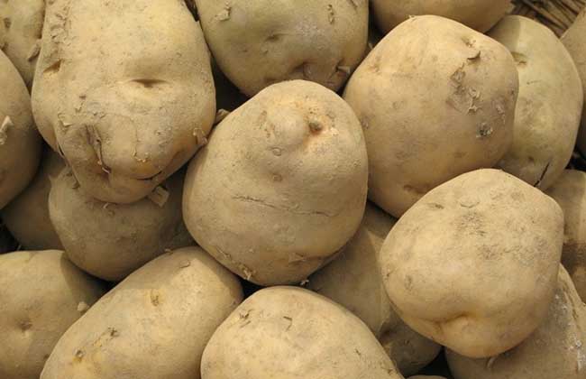 土豆種植技術