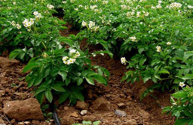 土豆種植技術