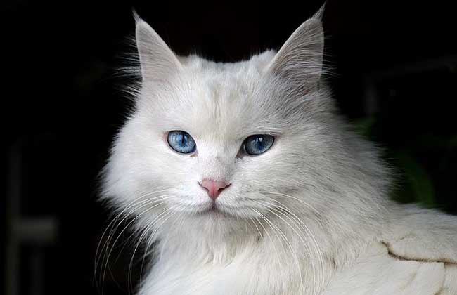 夢見白貓是什么意思？
