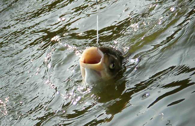 釣鰱鳙餌料配方及釣法