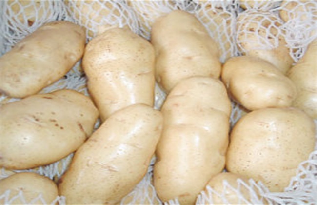 土豆常見的種類與圖片介紹