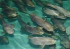 石斑魚常見養殖模式