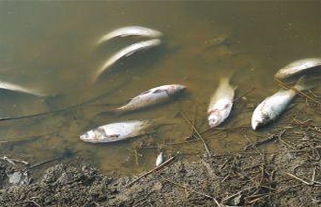 魚種越冬死亡原因及管理措施