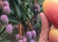 攀枝花芒果品種有哪些？