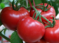 西紅柿品種哪個好吃？