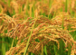 適合廣州市種植的水稻品種介紹