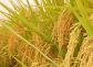 吉林省水稻品種有哪些？
