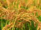 適合湖南省種植的再生稻品種推薦