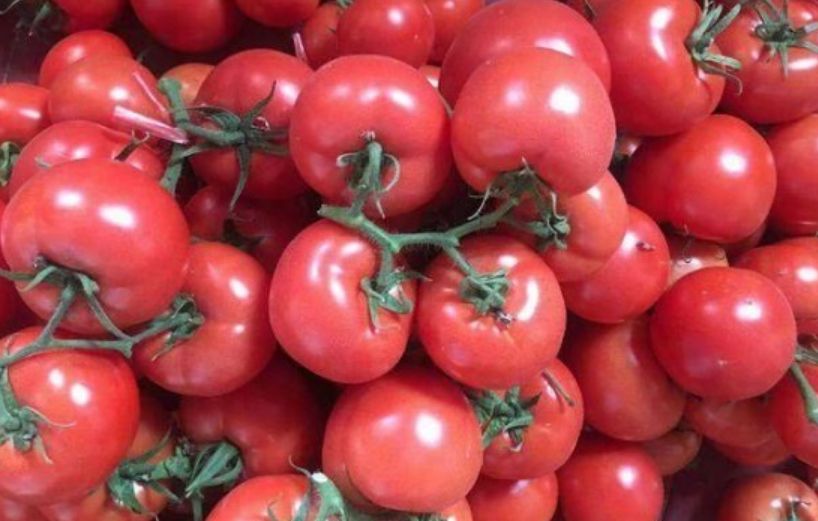 西紅柿品種哪個高產抗??？