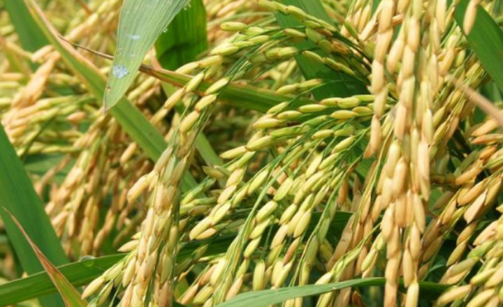 水稻二化螟的危害癥狀及防治方法