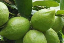 香水檸檬盆栽種植方法